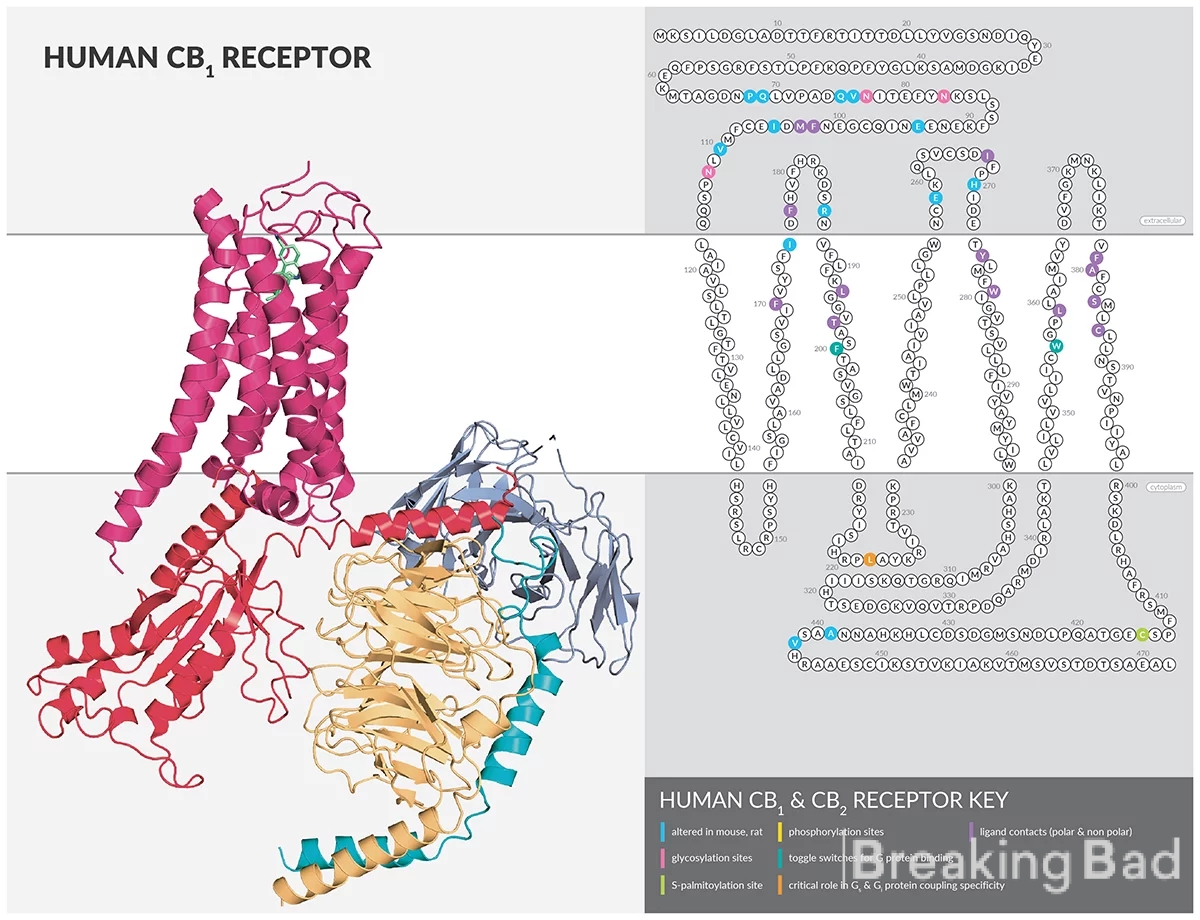 CBac3l1zIT